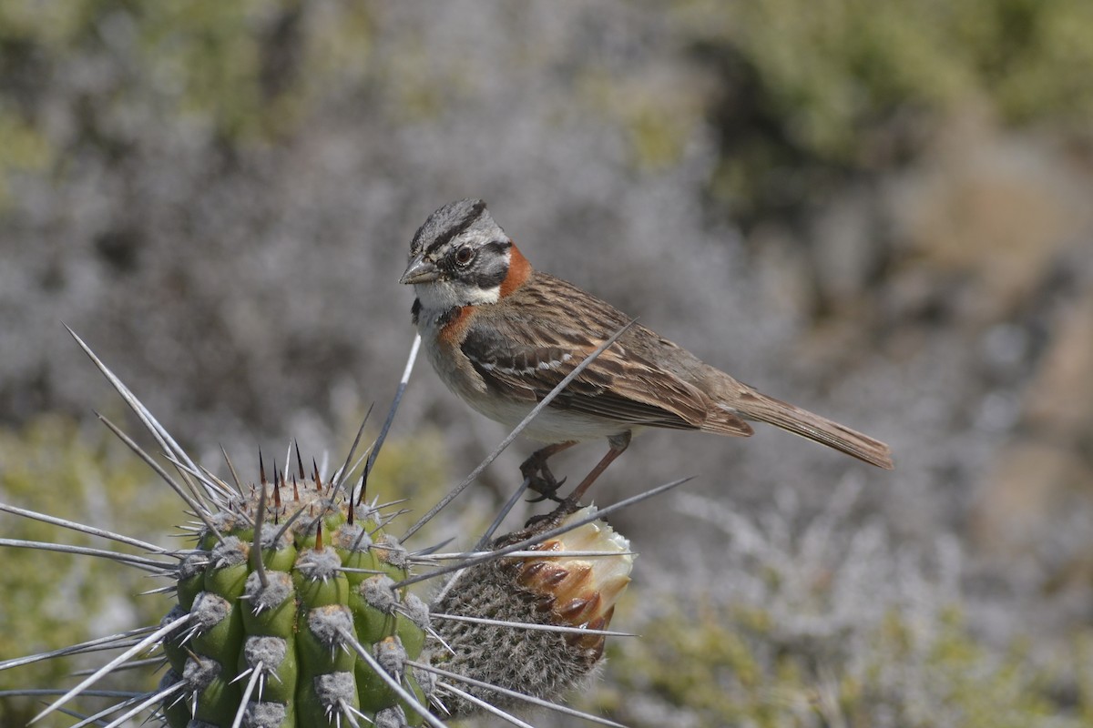 Rufous-collared Sparrow - ML632581982