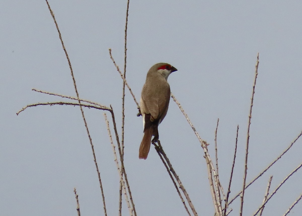 Arabian Waxbill - ML632582112