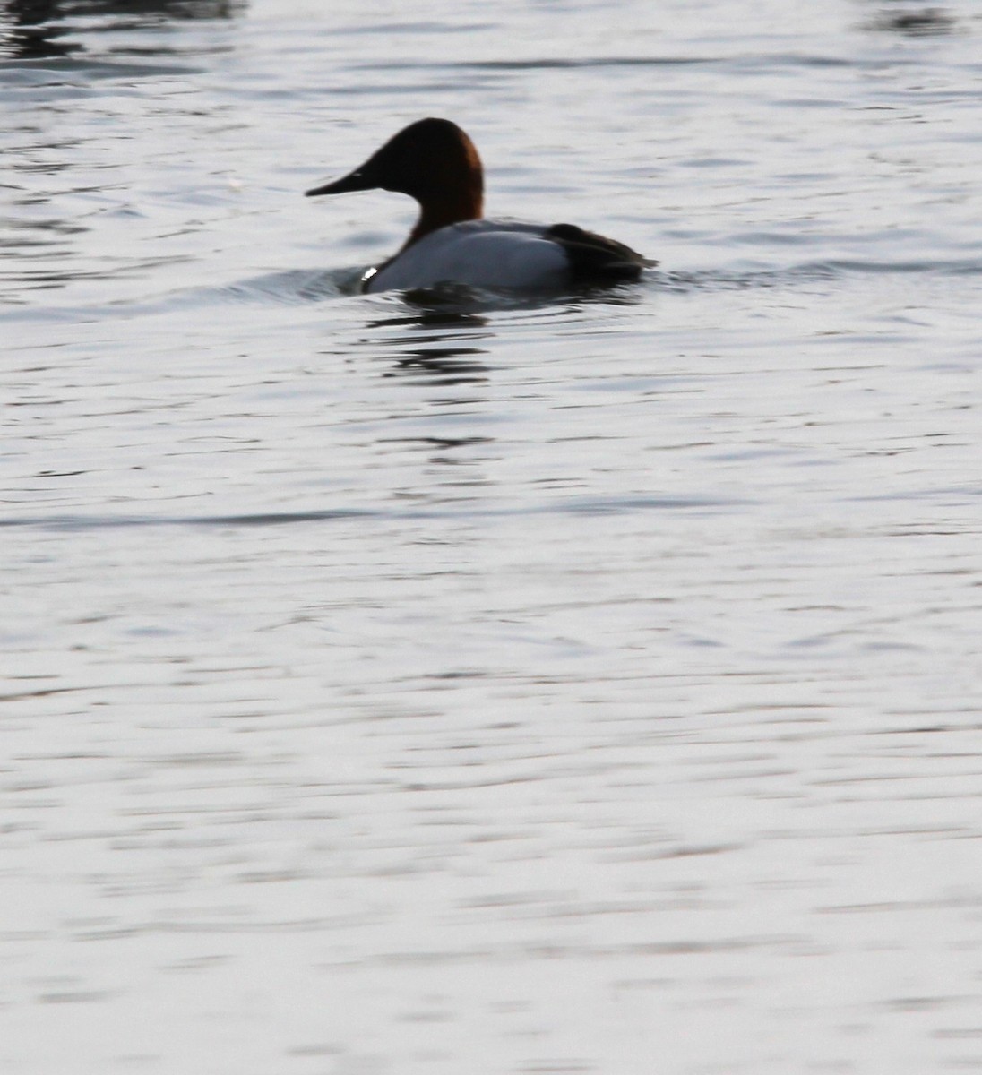 Canvasback - ML632582126