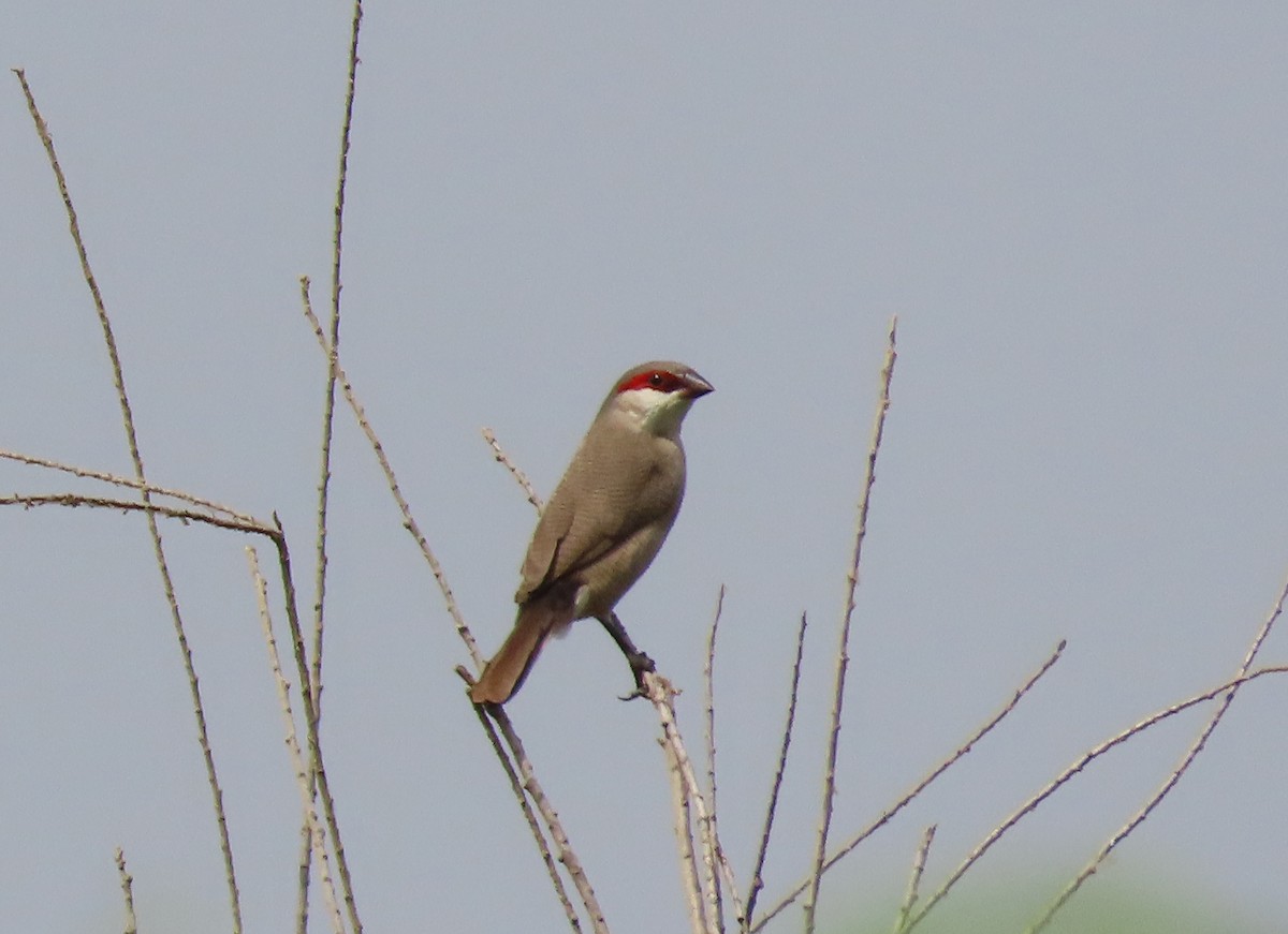 Arabian Waxbill - ML632582153