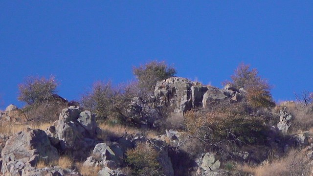 Golden Eagle - ML632582197