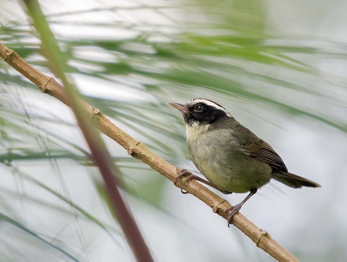 Black-cheeked Warbler - ML632582230
