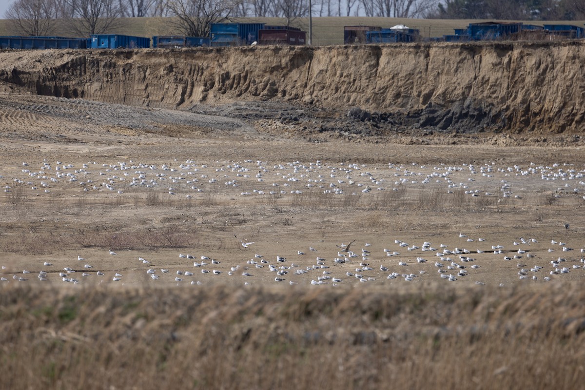 Lesser Black-backed Gull - ML632582251