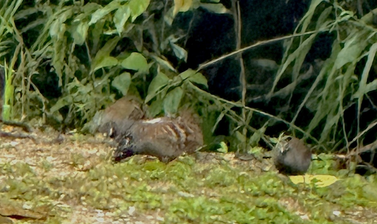 Malayan Partridge - ML632582359