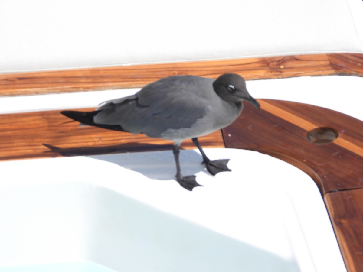 Lava Gull - ML632582445