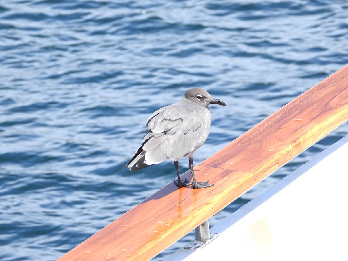 Lava Gull - ML632582460