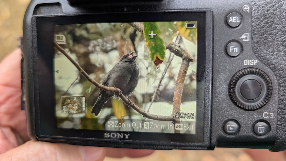 Sooty Grassquit - ML632582461