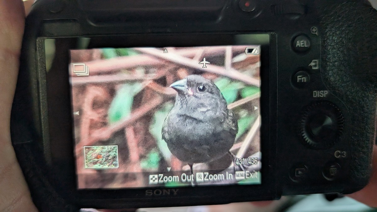 Sooty Grassquit - ML632582462