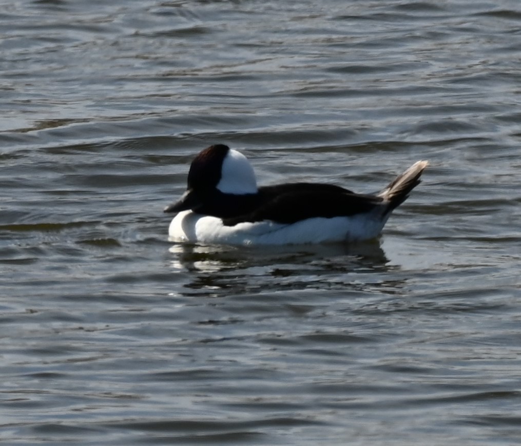 Bufflehead - ML632582580
