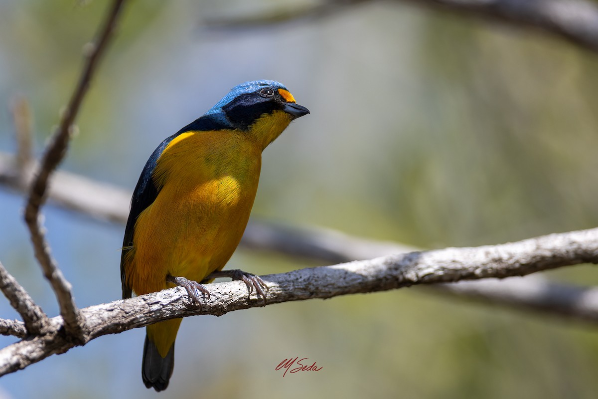 Puerto Rican Euphonia - ML632582734