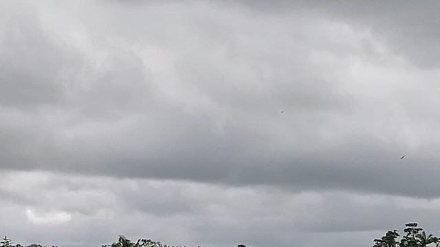 Hawaiian Hawk - ML632582767