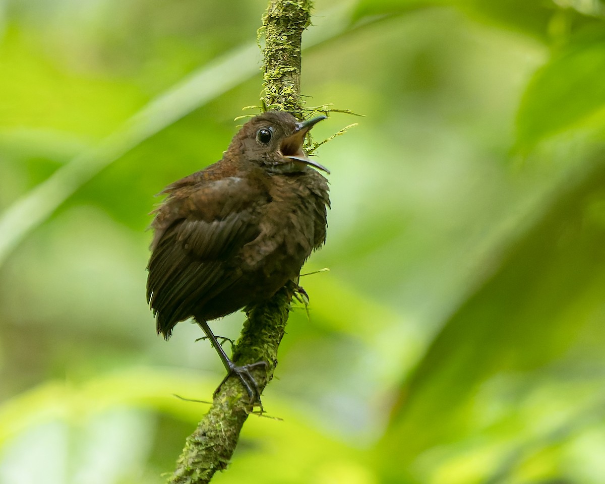 Nightingale Wren - ML632582777