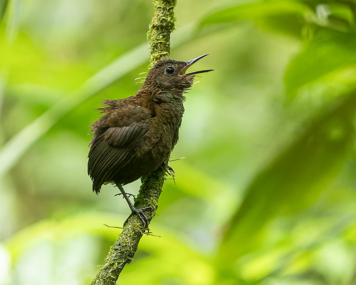 Nightingale Wren - ML632582778