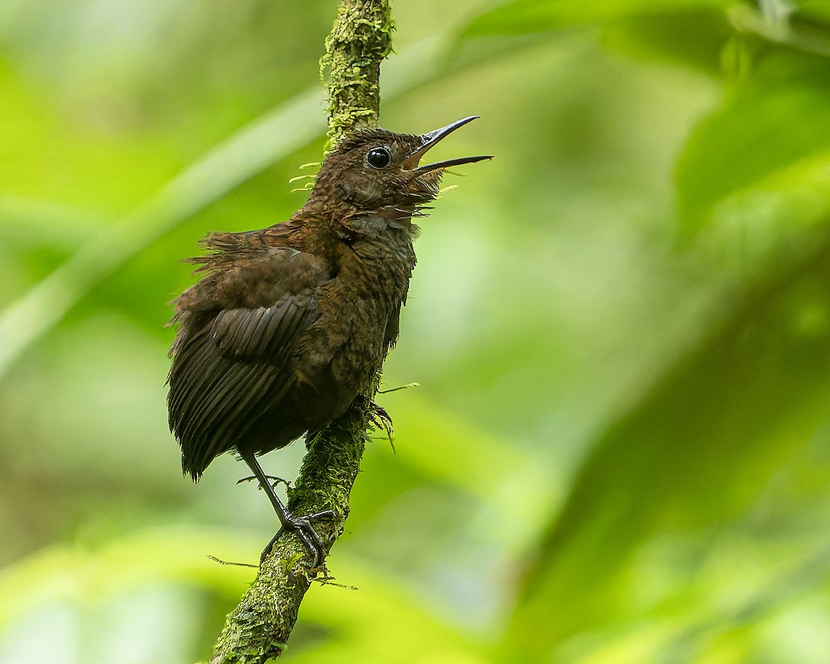 Nightingale Wren - ML632582779