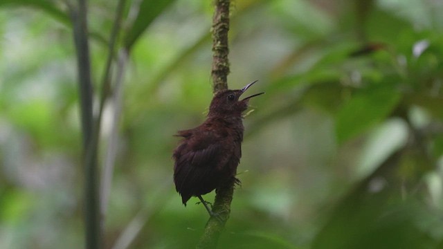 Nightingale Wren - ML632582794