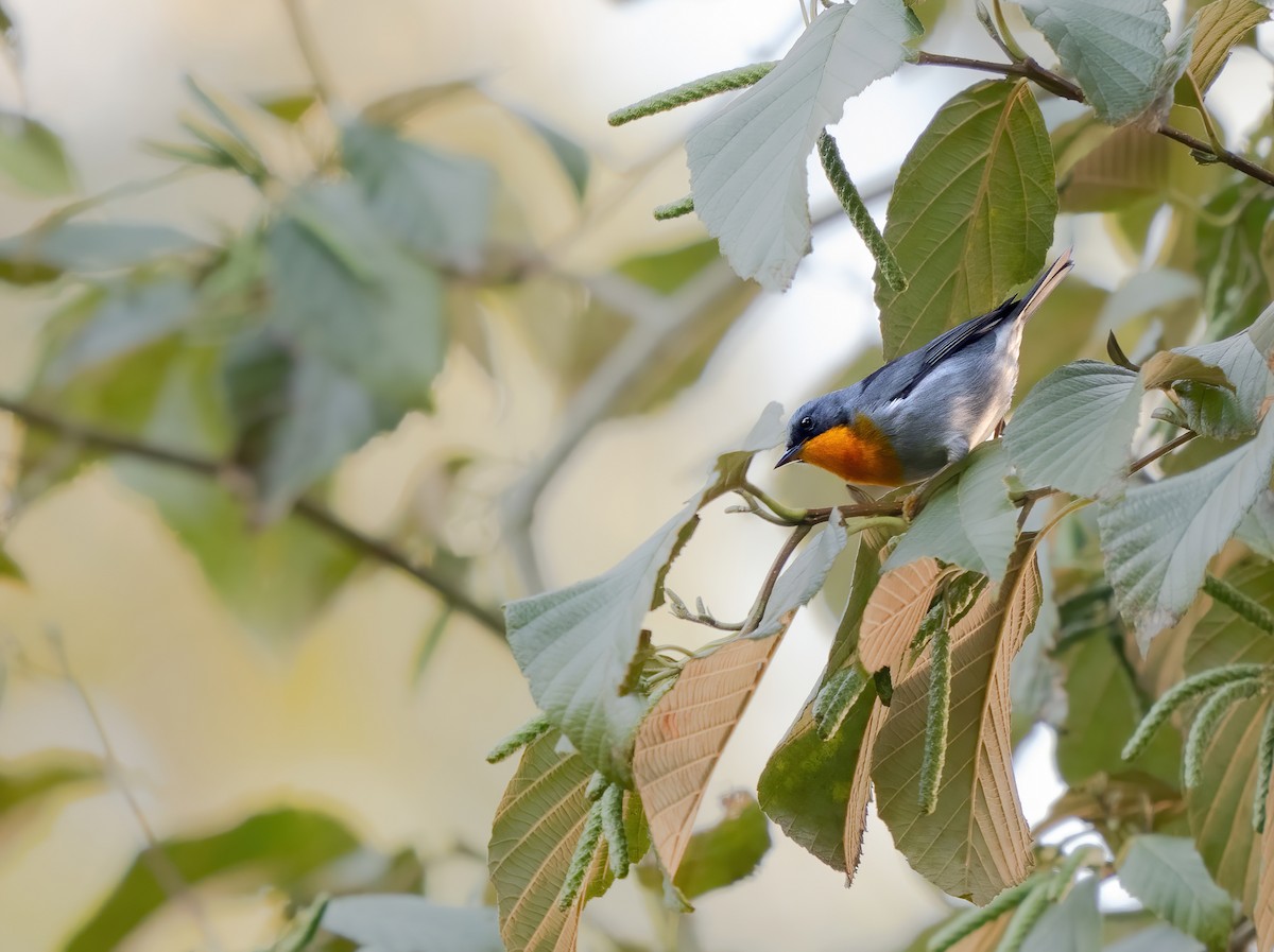 Flame-throated Warbler - ML632582958