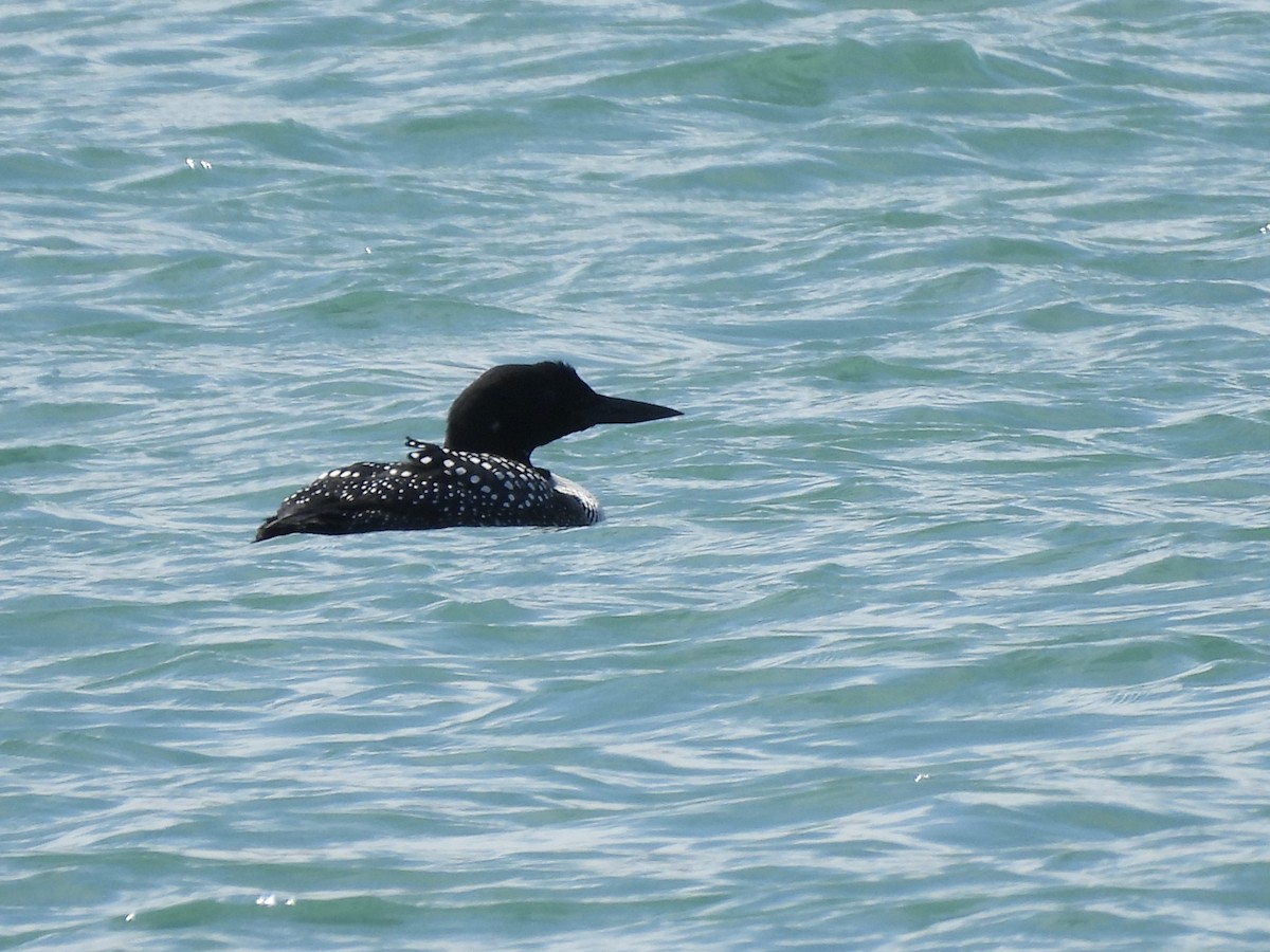 Common Loon - ML632582976