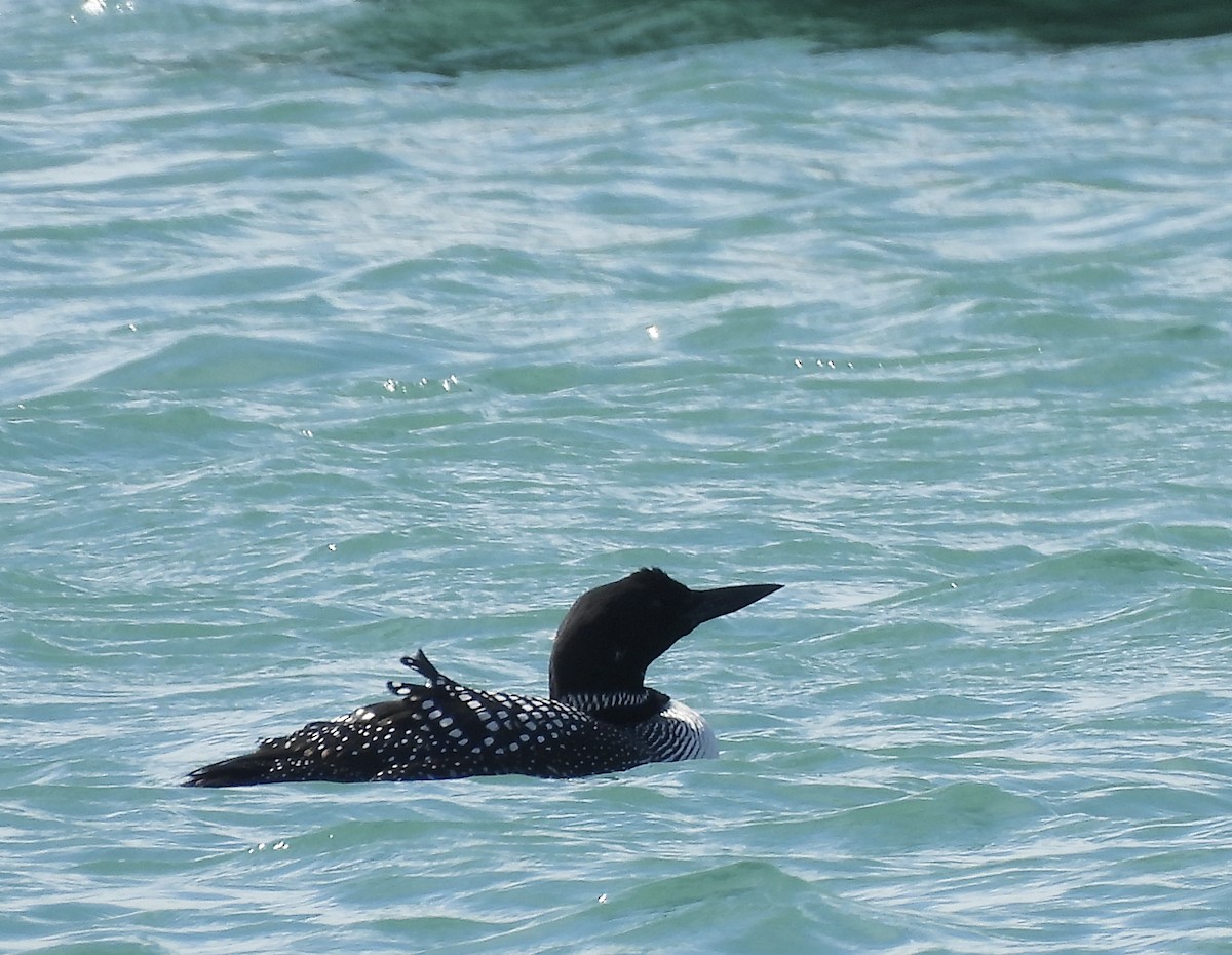 Common Loon - ML632582989