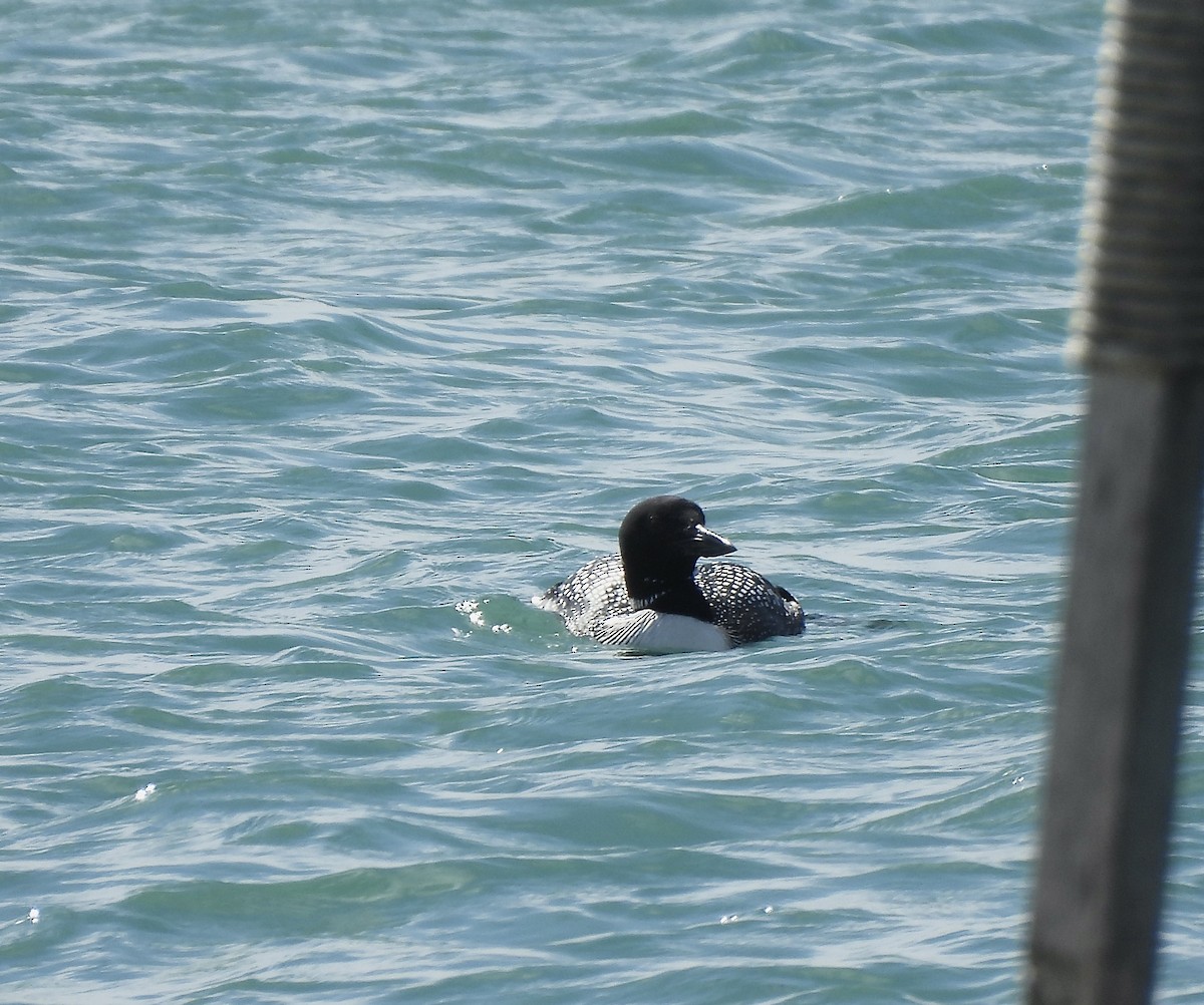 Common Loon - ML632583020