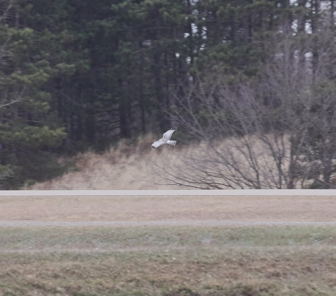 Northern Harrier - ML632583143
