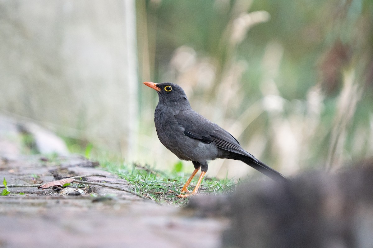 Great Thrush - ML632583227