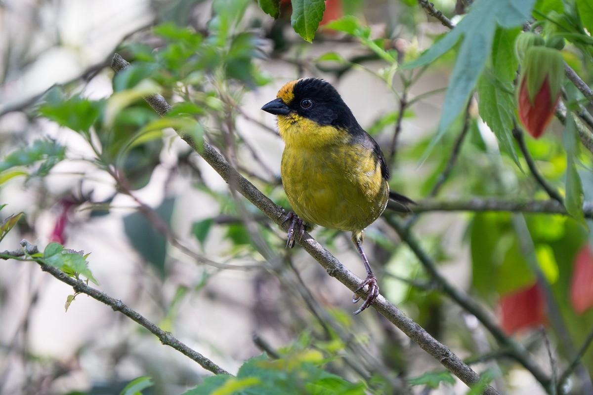 Pale-naped Brushfinch - ML632583250