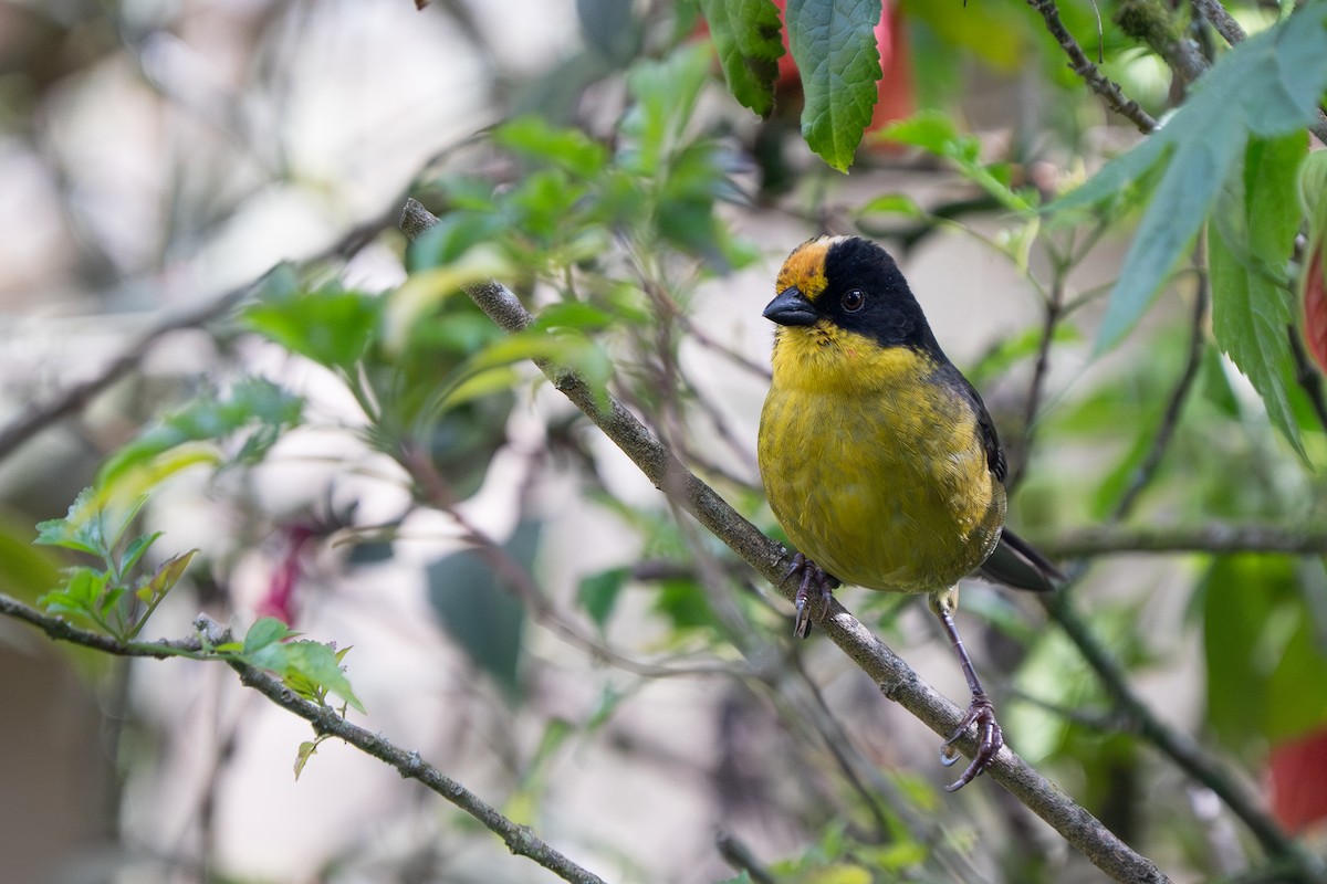 Pale-naped Brushfinch - ML632583251