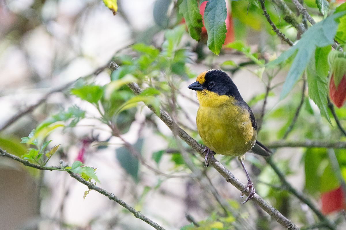 Pale-naped Brushfinch - ML632583253