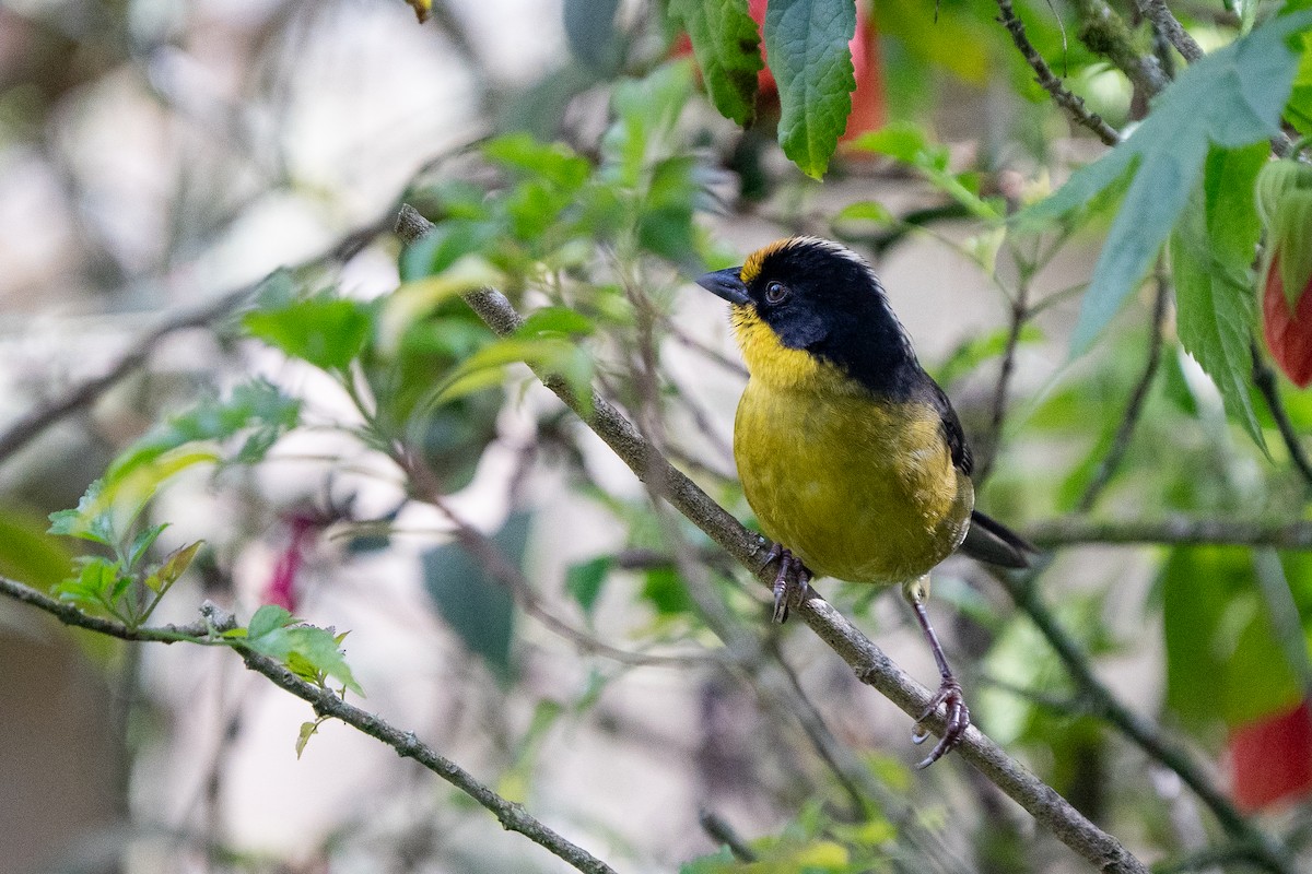 Pale-naped Brushfinch - ML632583254