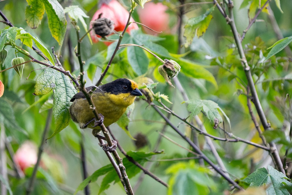 Pale-naped Brushfinch - ML632583255