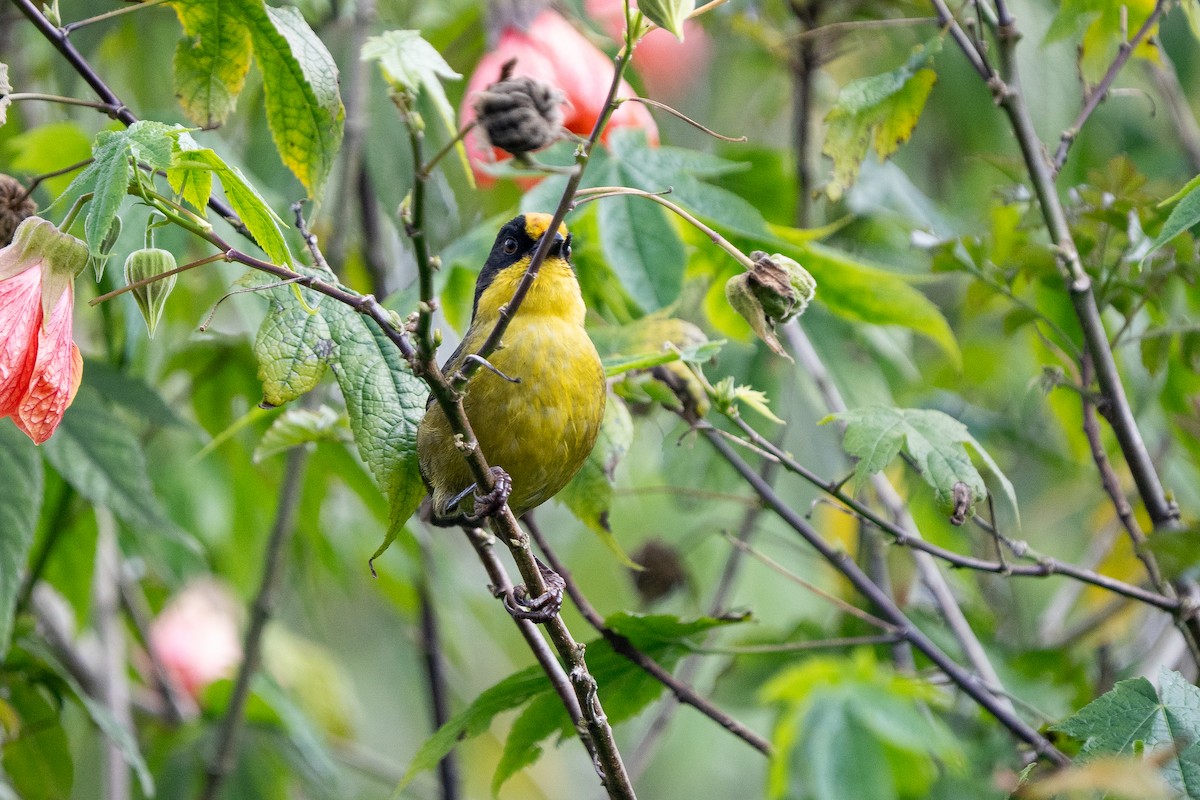 Pale-naped Brushfinch - ML632583256