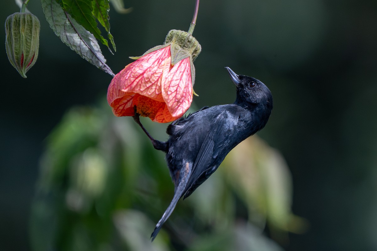 Glossy Flowerpiercer - ML632583280
