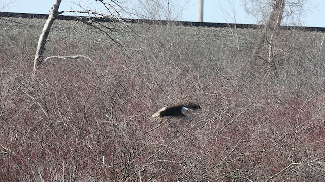 Bald Eagle - ML632583341
