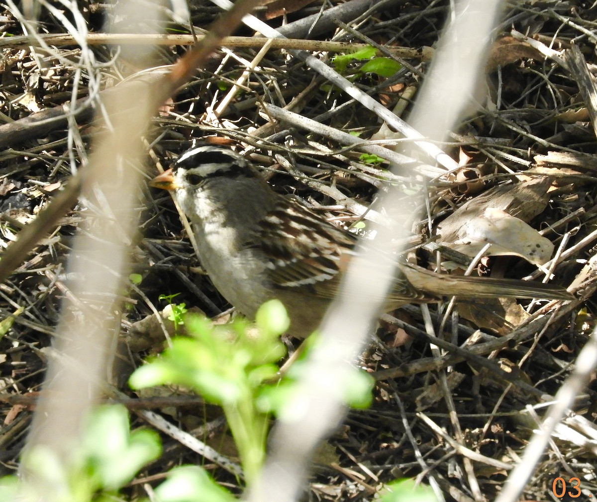 White-crowned Sparrow - ML632583377