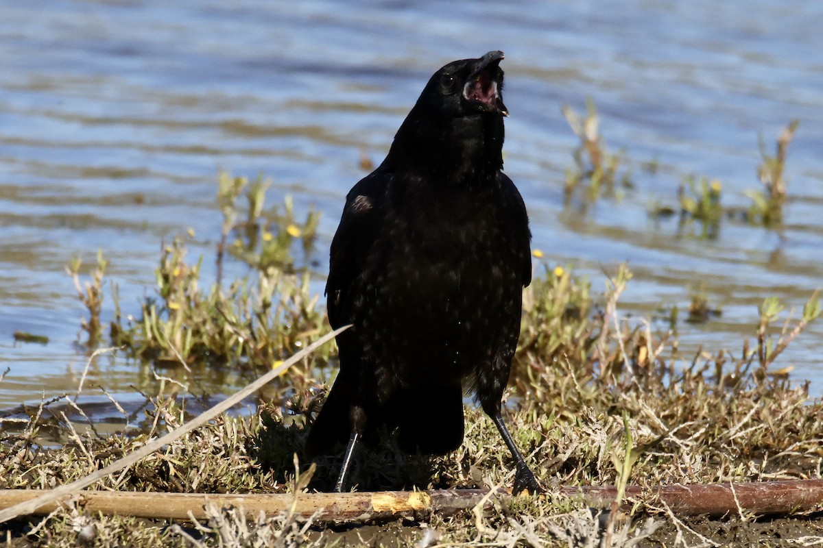 アメリカガラス - ML632583537