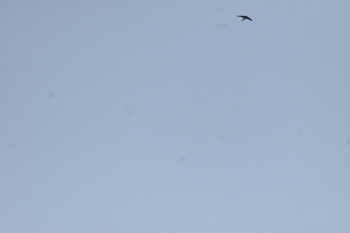ツバメ - ML632583538