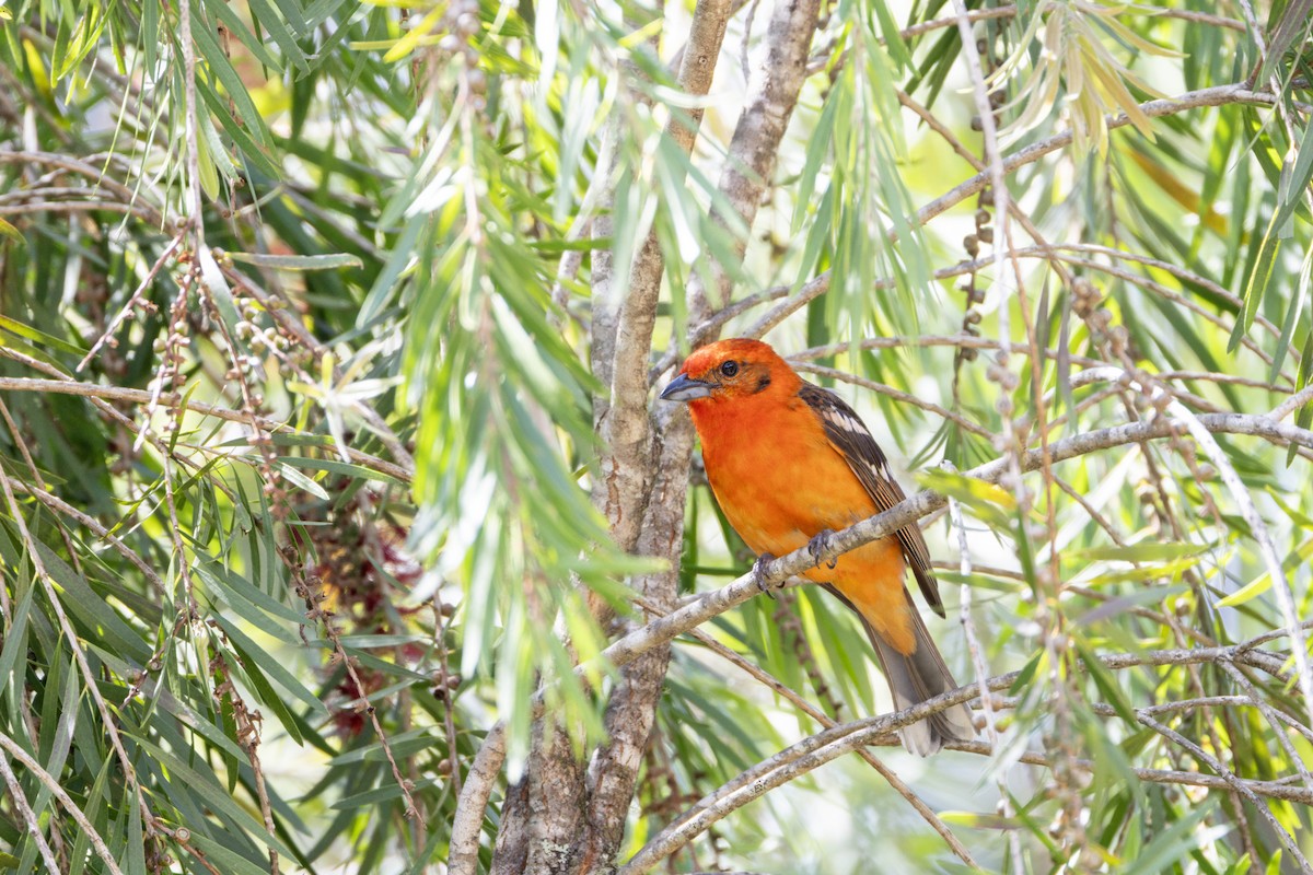 ホノオフウキンチョウ - ML632583541