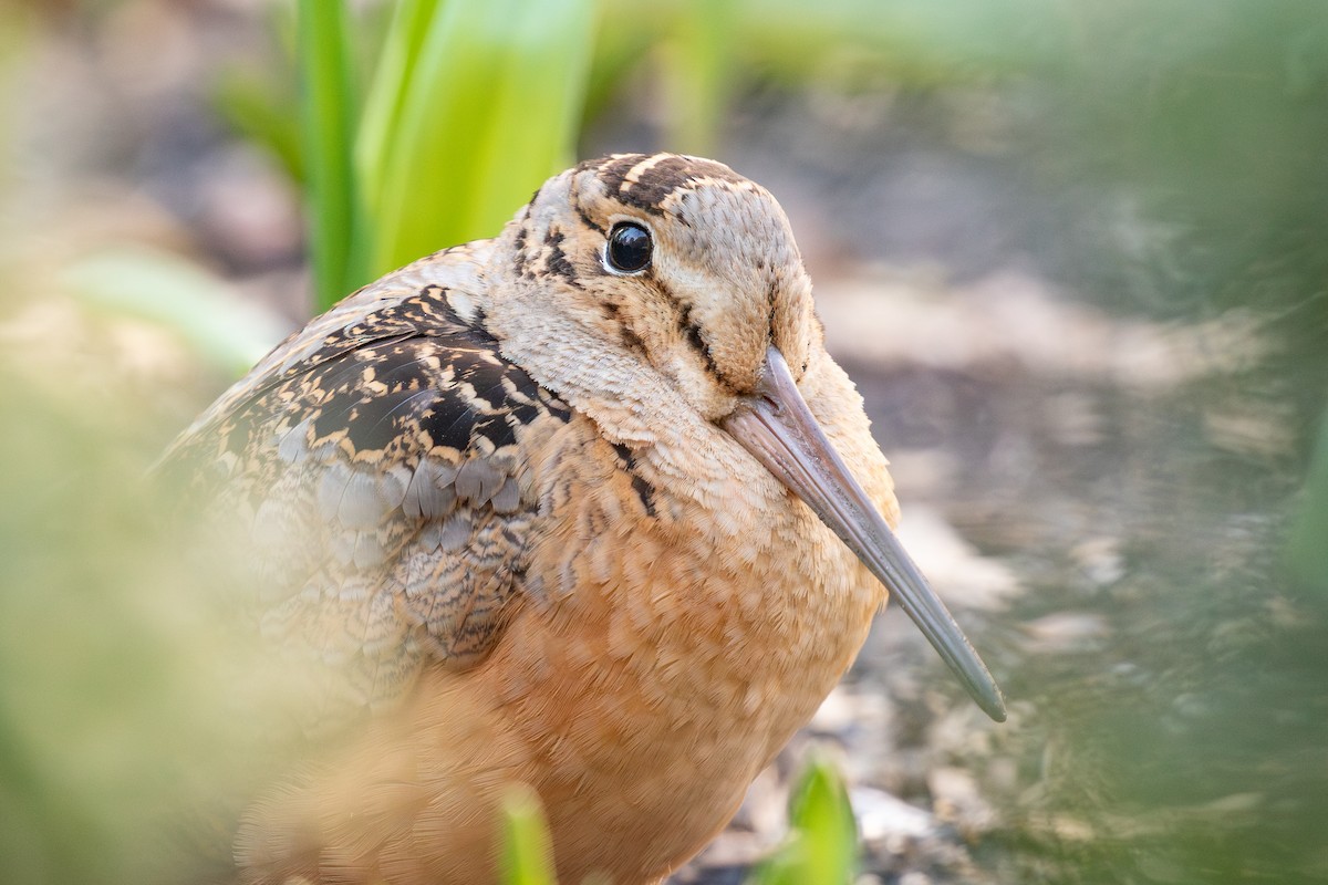 アメリカヤマシギ - ML632583557