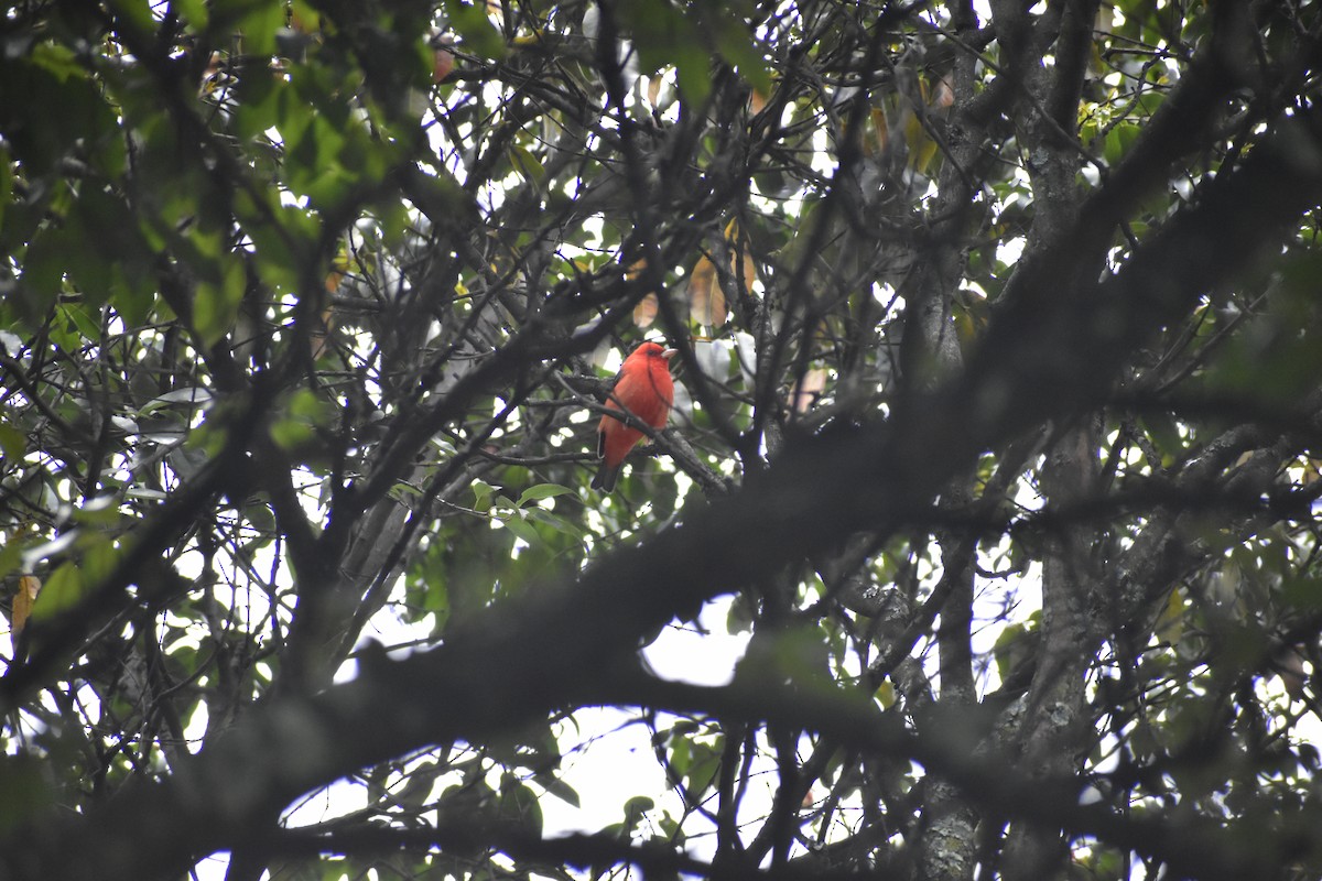 Scarlet Tanager - ML632583582