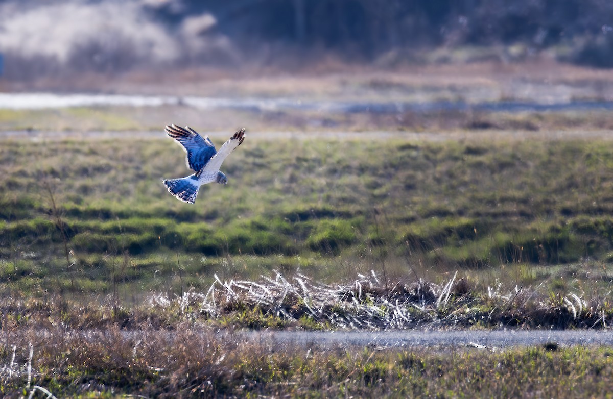 Northern Harrier - ML632583669