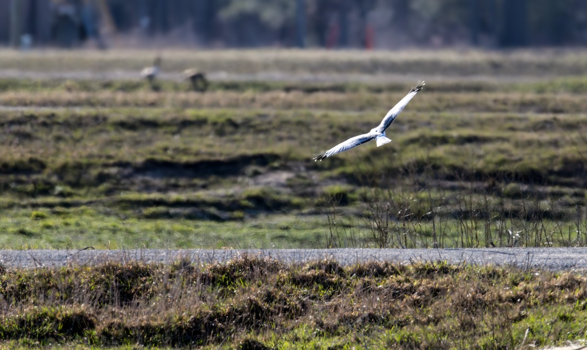 Northern Harrier - ML632583670