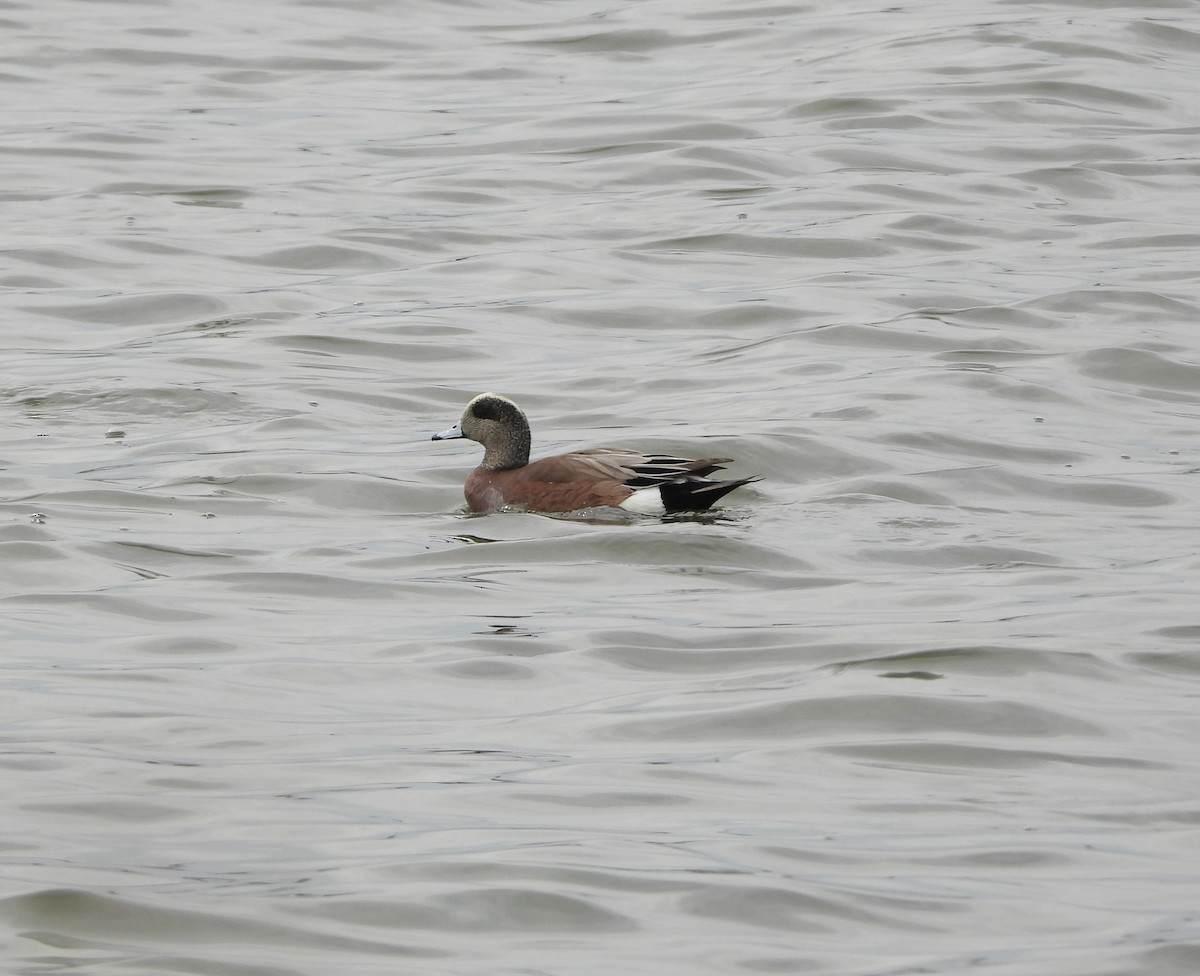 American Wigeon - ML632583708
