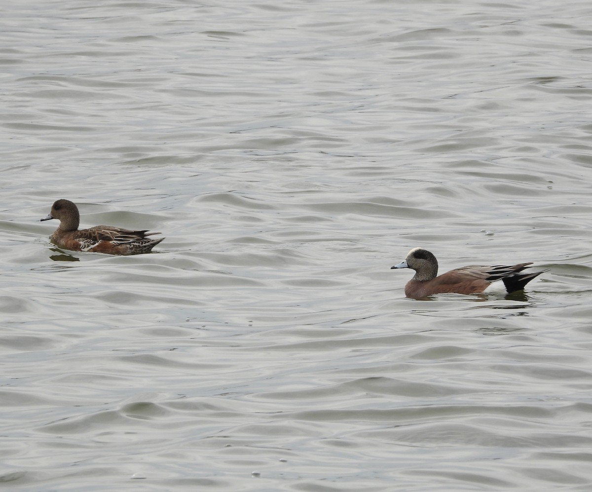 American Wigeon - ML632583711