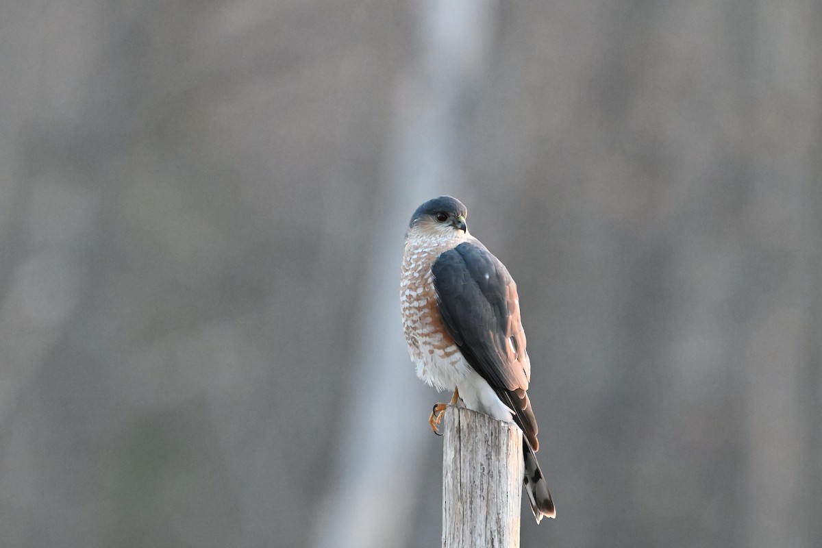 Sharp-shinned Hawk - Donald Casavecchia