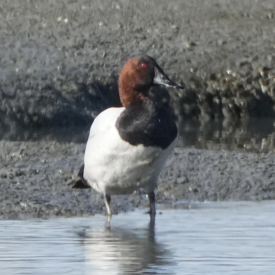 Canvasback - ML632583815