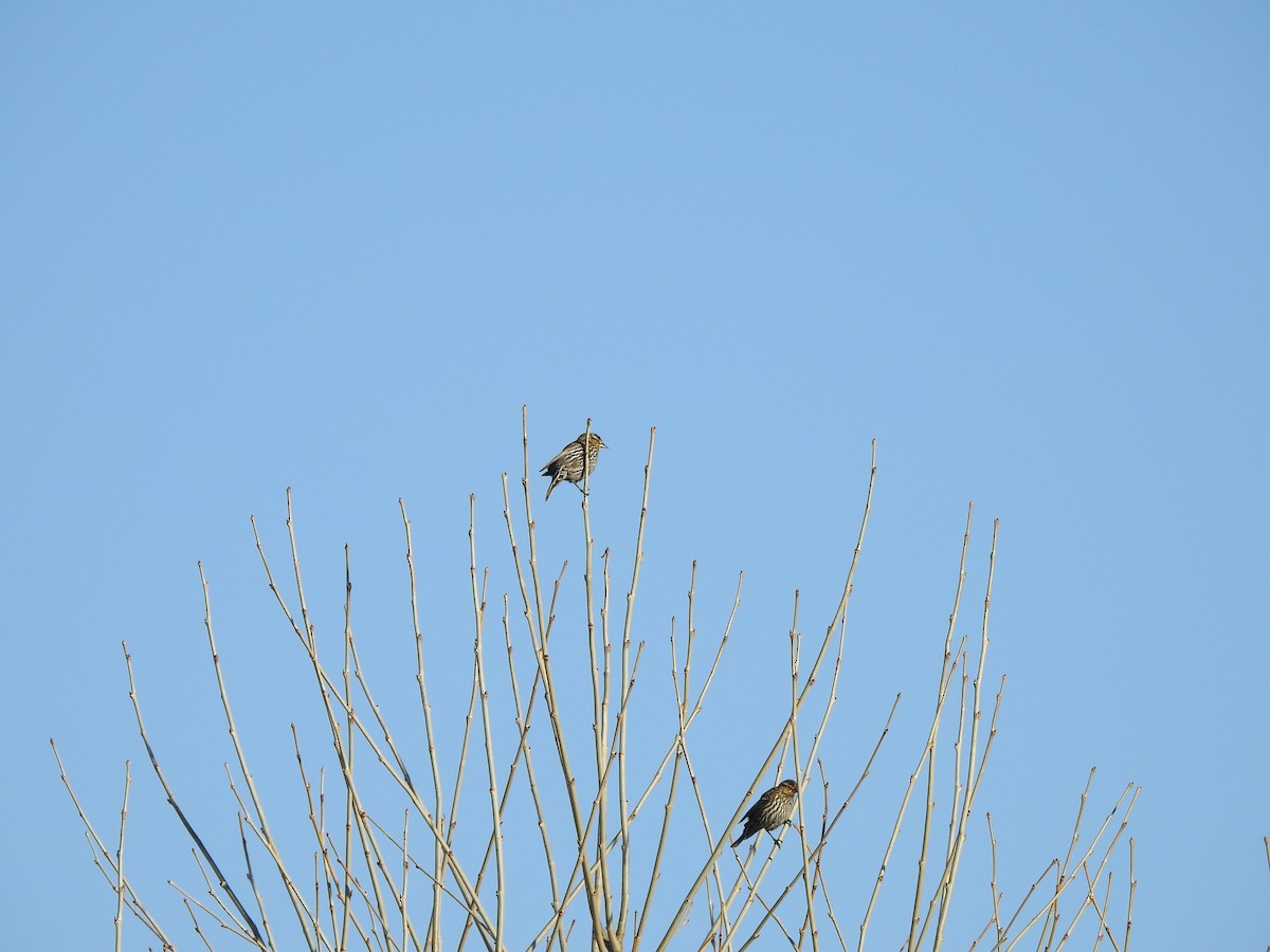 Red-winged Blackbird - ML632583874