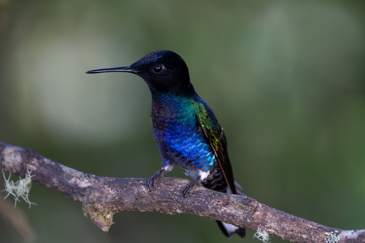 Velvet-purple Coronet - ML632583879