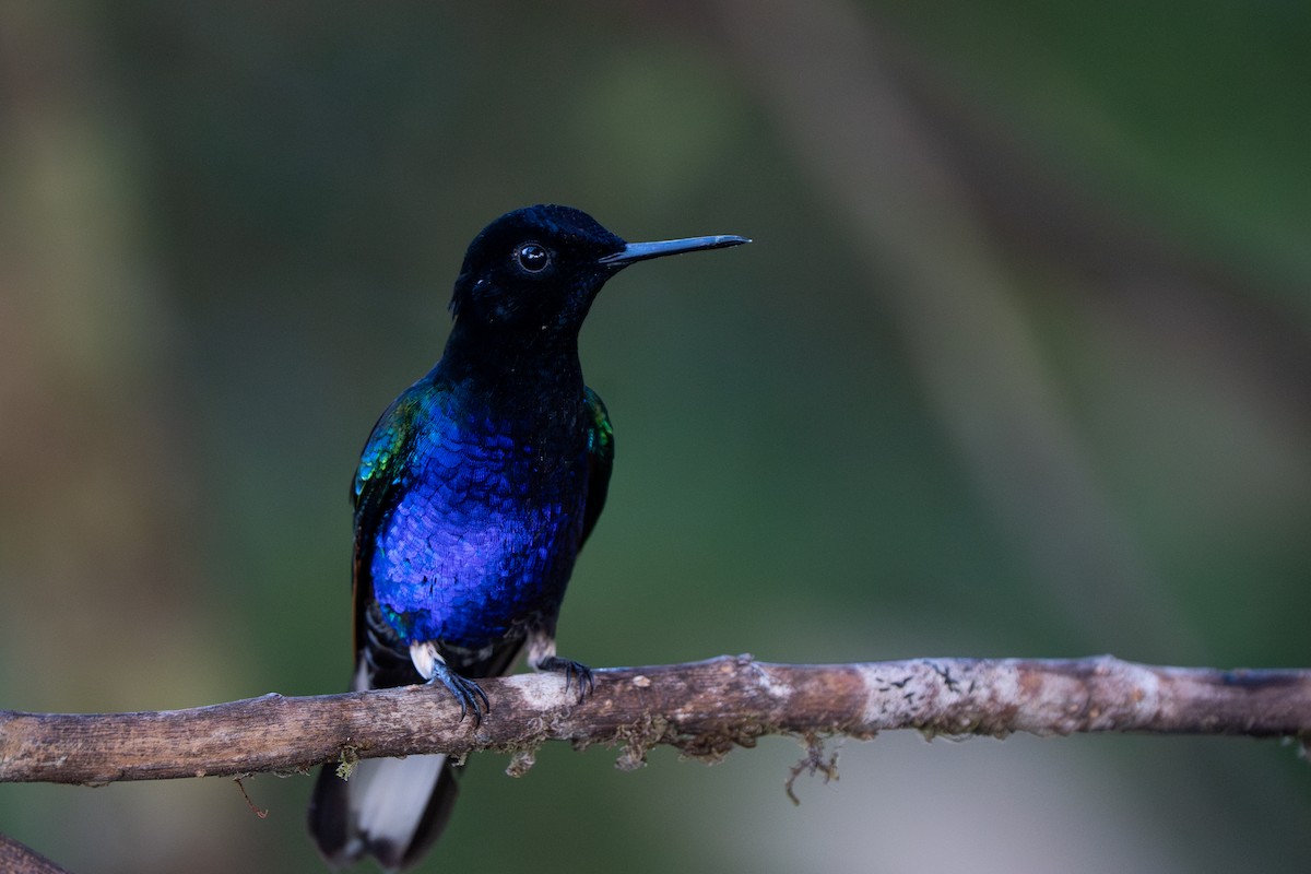 Velvet-purple Coronet - ML632583880