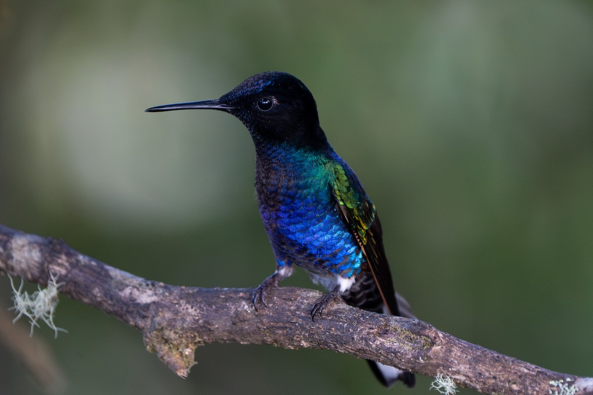 Velvet-purple Coronet - ML632583881