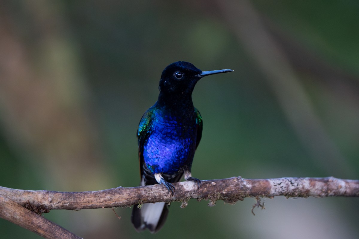 Velvet-purple Coronet - ML632583882